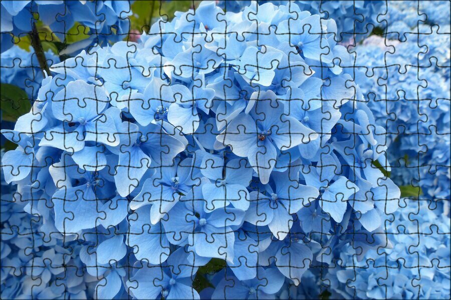 Магнитный пазл "Гортензия, синий, цветок" на холодильник 27 x 18 см.
