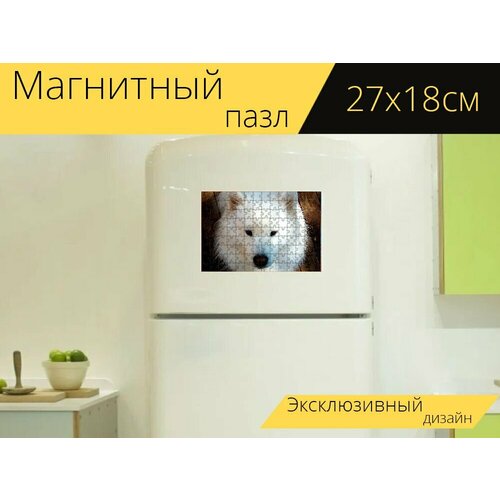 Магнитный пазл Самоедская лайка, собака, счастливые собаки на холодильник 27 x 18 см. магнитный пазл собака самоедская лайка запустить на холодильник 27 x 18 см