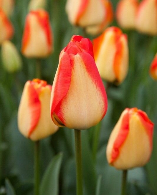 Тюльпан Американ Дрим  дарв  10 шт