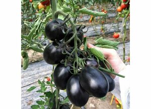 Основная фотография от вендора