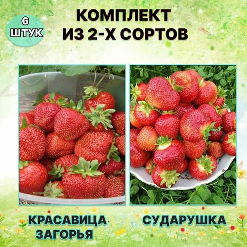 Набор саженцев клубники Красавица Загорья/Сударушка (6 штук)