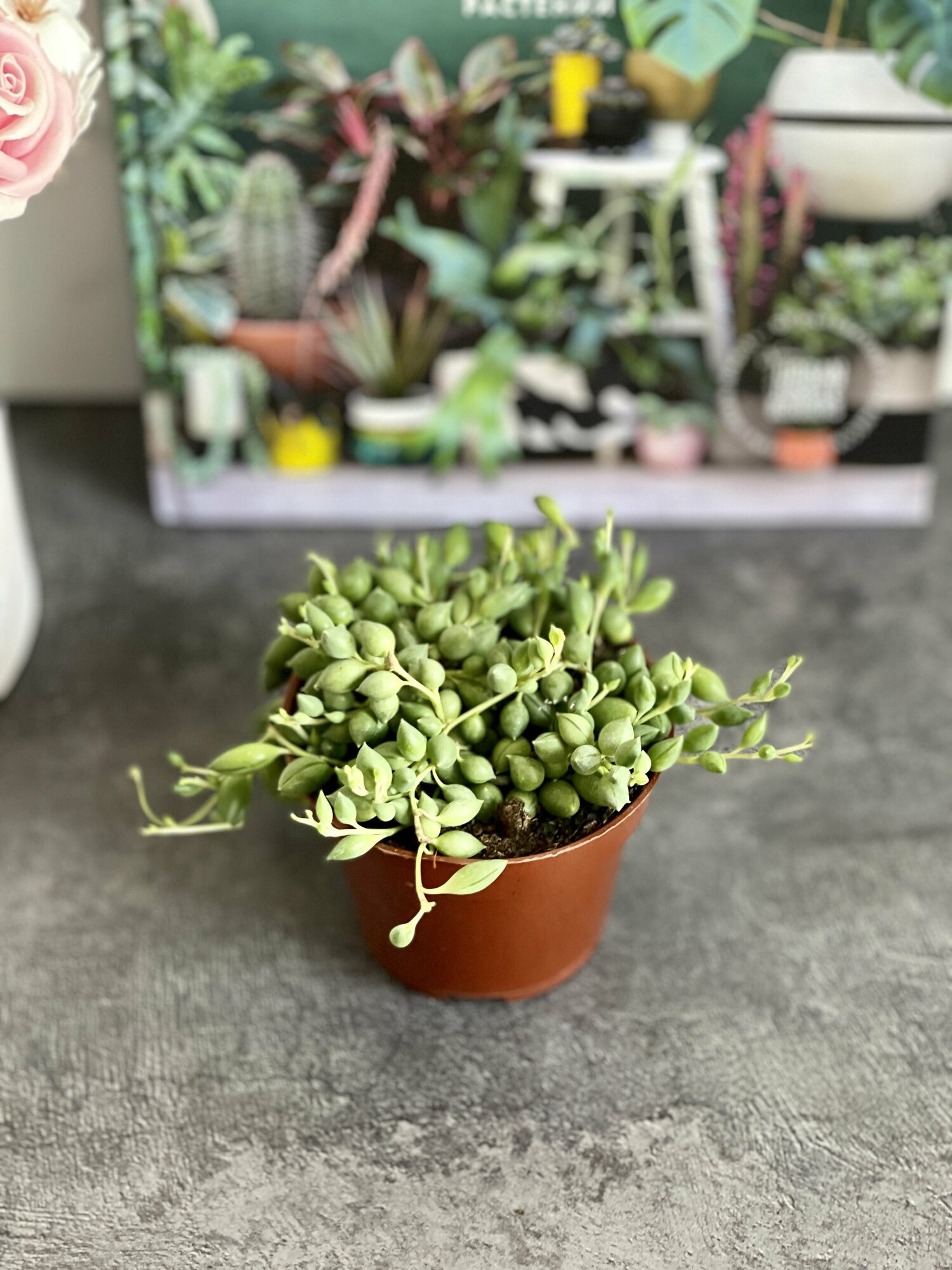 Крестовник Геррейна (Senecio Herreianus) D8,5см, комнатный цветок