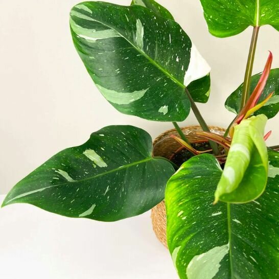 Филодендрон Вайт Принцесс (Philodendron White Princess) D6см