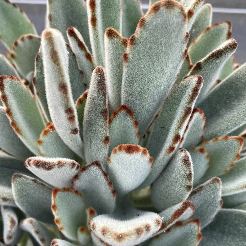 Каланхоэ Войлочное (Kalanchoe tomentosa) D5см