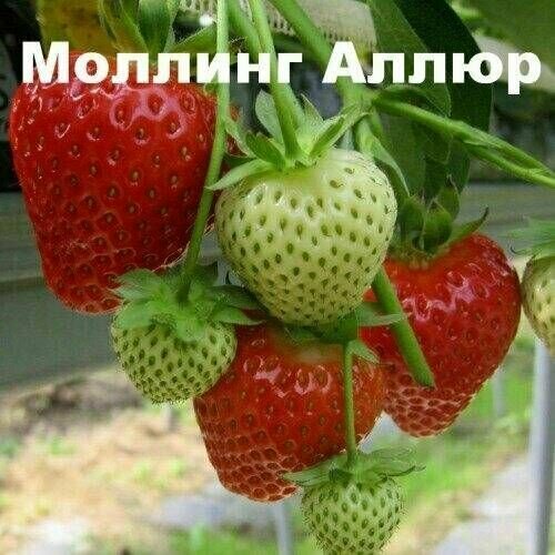 Клубника моллинг-аллюр 10 штук клубника марисоль 10 штук