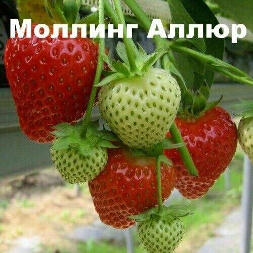 Клубника "моллинг-аллюр" 10 штук