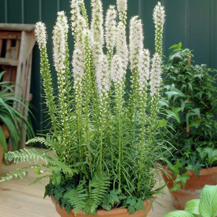 Луковицы цветов, botanica garden , Лиатрис Спиката Альба 10 штук