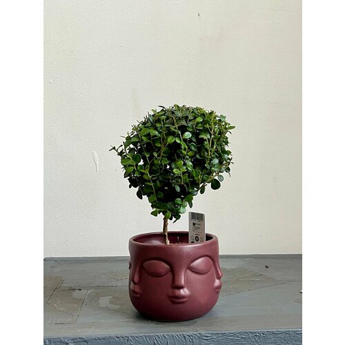 Комнатное растение Мирт (Мирсина) к кашпо Дзен (кашпо в ассортименте: белый, серый, бордо)