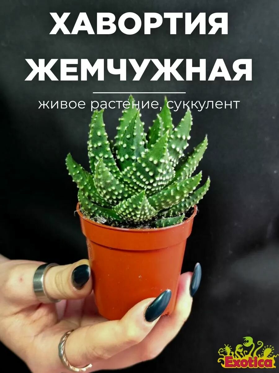 Хавортия Жемчужная (Haworthia Margaritifera) D5см суккулент в горшке