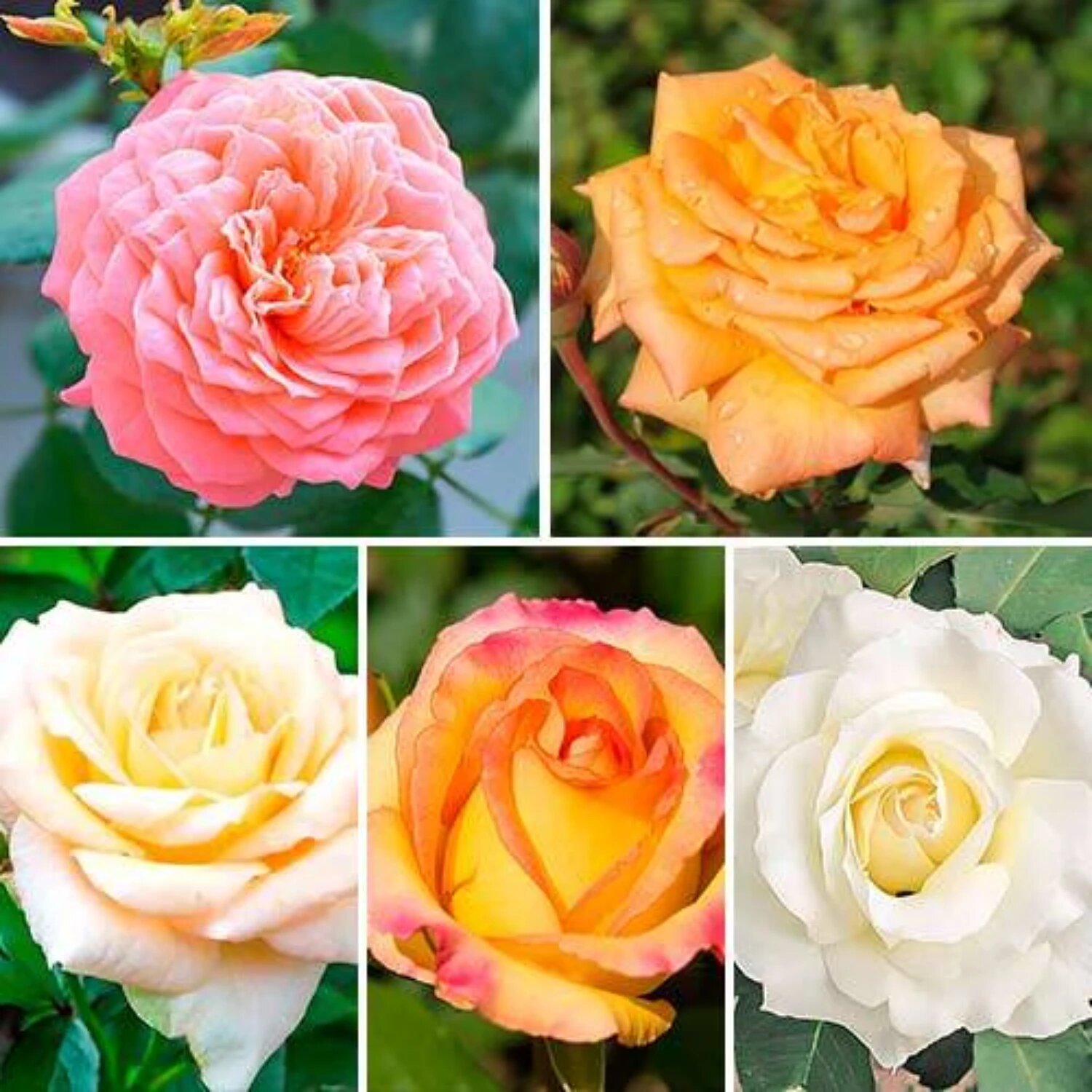 Комплект роз 