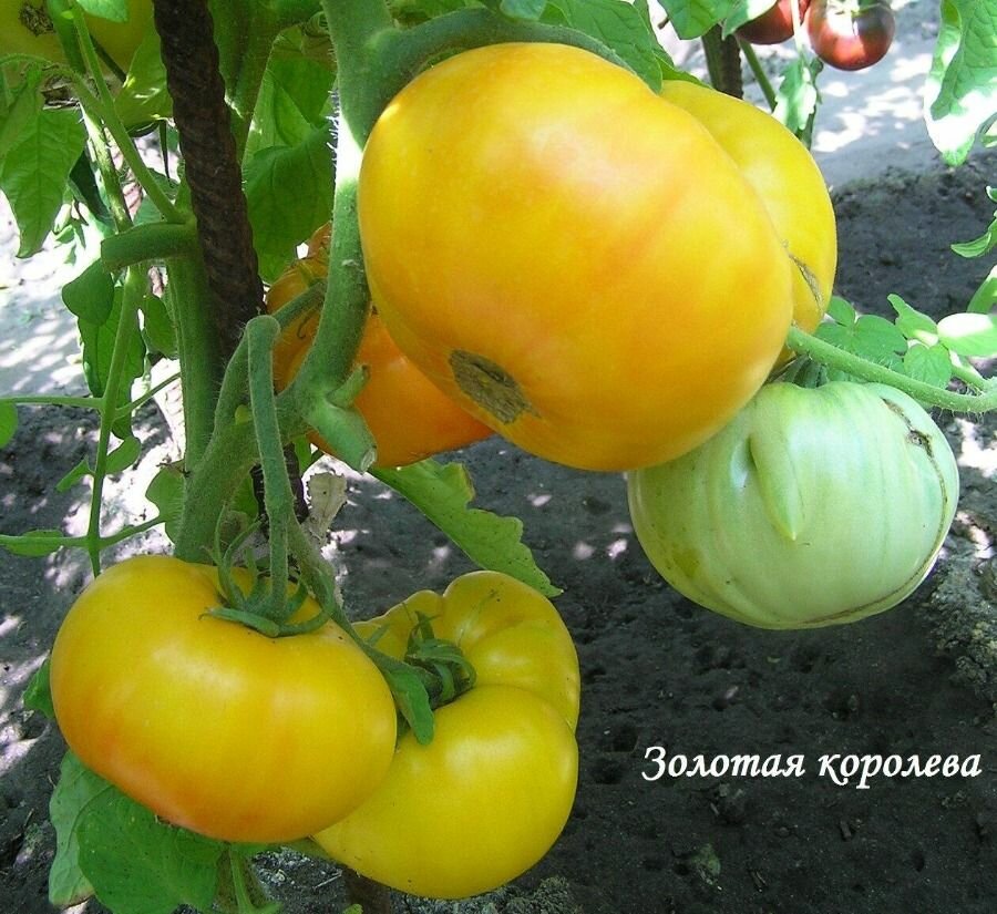 Коллекционные семена томата Золотая Королева