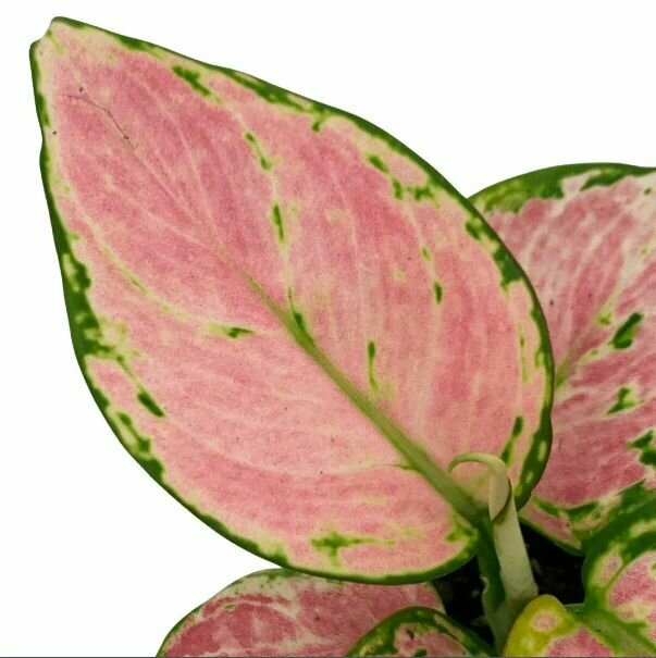 Аглаонема Красный Циркон (Aglaonema Red Zirkon) D6см