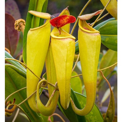 Непентес Мадагаскарский семена 3шт. (Nepenthes madagascariensis)