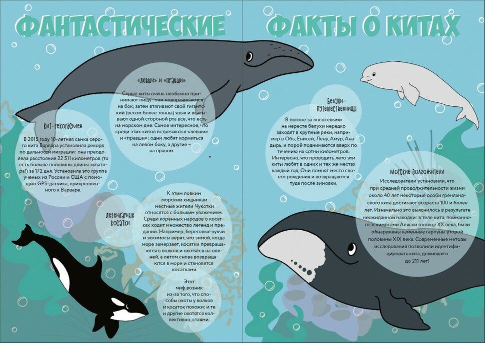Человек и кит. Выпуск 1 (Кравченко Е.; Кирюхова Е.) - фото №3