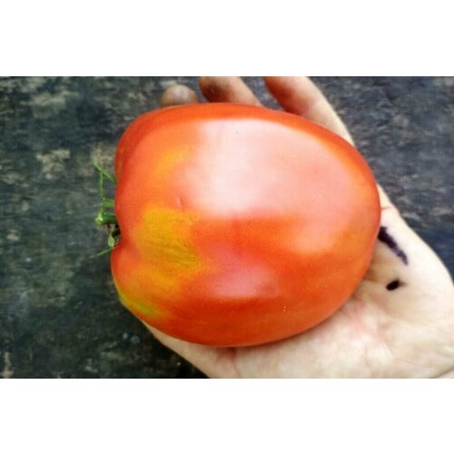 Коллекционные семена томата Большая девочка