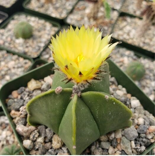 Астрофитум Мириостигма Нудум (лат. Astrophytum myriostigma var nudum) D5см