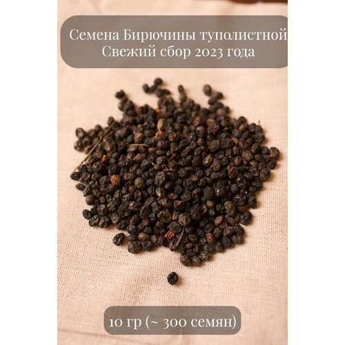 Семена декоративной Бирючины туполистной, 10 грамм (примерно 300 шт)