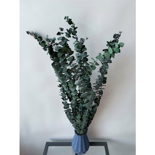 Эвкалипт парвифолия зелёный стабилизированный 1090₽