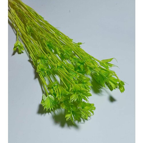 Сухоцвет Нигелла зеленый 460₽