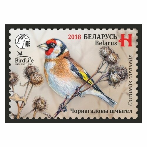 Почтовые марки Беларусь 2018г. Черноголовый щегол Птицы MNH