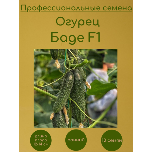 Огурец Баде F1 10 семян