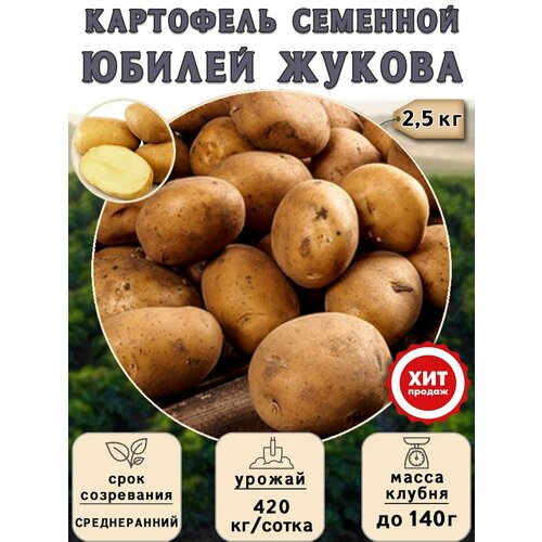 Клубни картофеля на посадку Юбилей Жукова (суперэлита) 2,5 кг Среднеранний венчик маленький