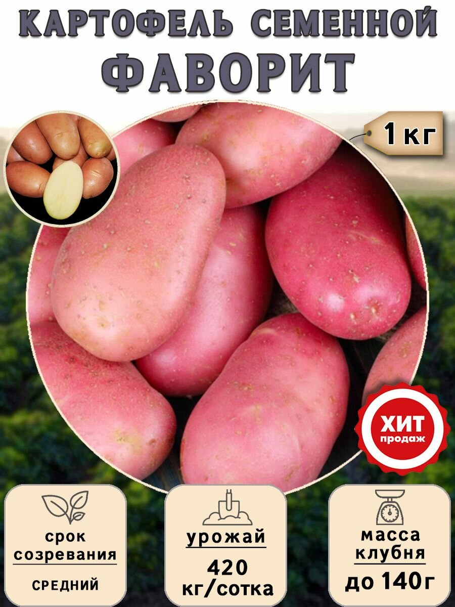 Клубни картофеля на посадку Фаворит (суперэлита) 1 кг Средний - фотография № 1