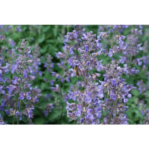 Котовник Фассена 'Six Hil s Giant'