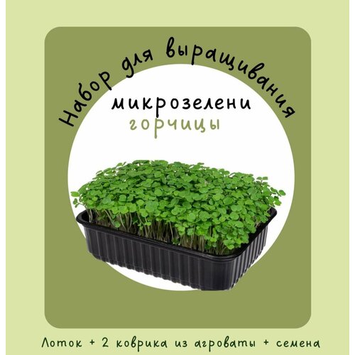 микрозелень семена горчицы для проращивания 5 г Свежий урожай прямо на вашем окне: новый набор для выращивания микрозелени горчицы в домашних условиях!