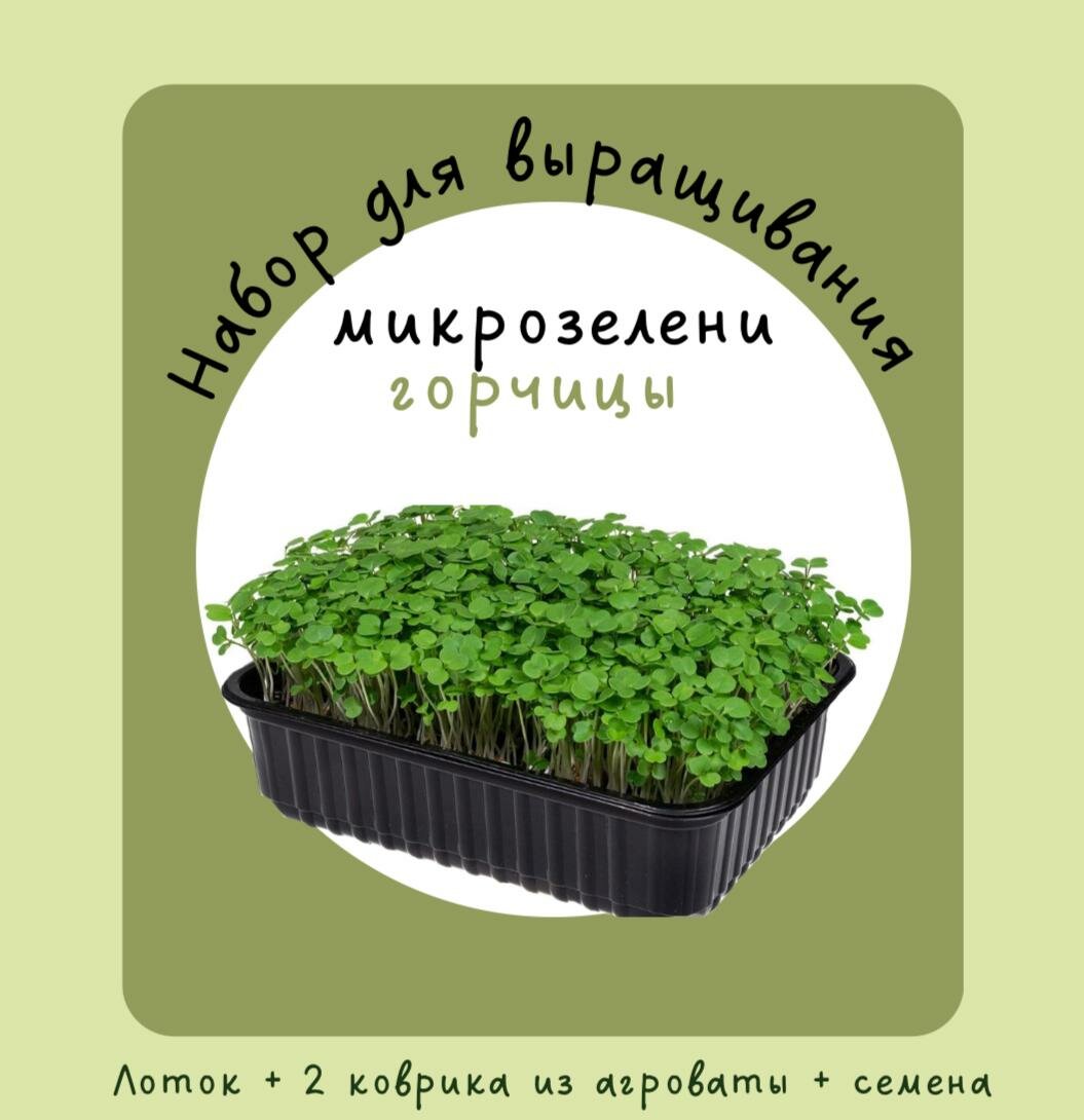Набор для выращивания микрозелени Горчица Правильное питание