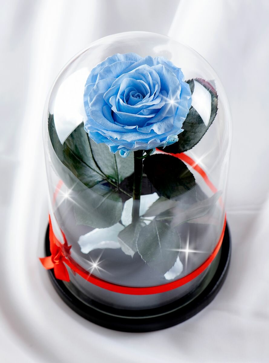 Живая Роза в колбе TheRoseDome Premium, цветок в колбе, вечная роза, подарок, декор для интерьера, цвет: голубая