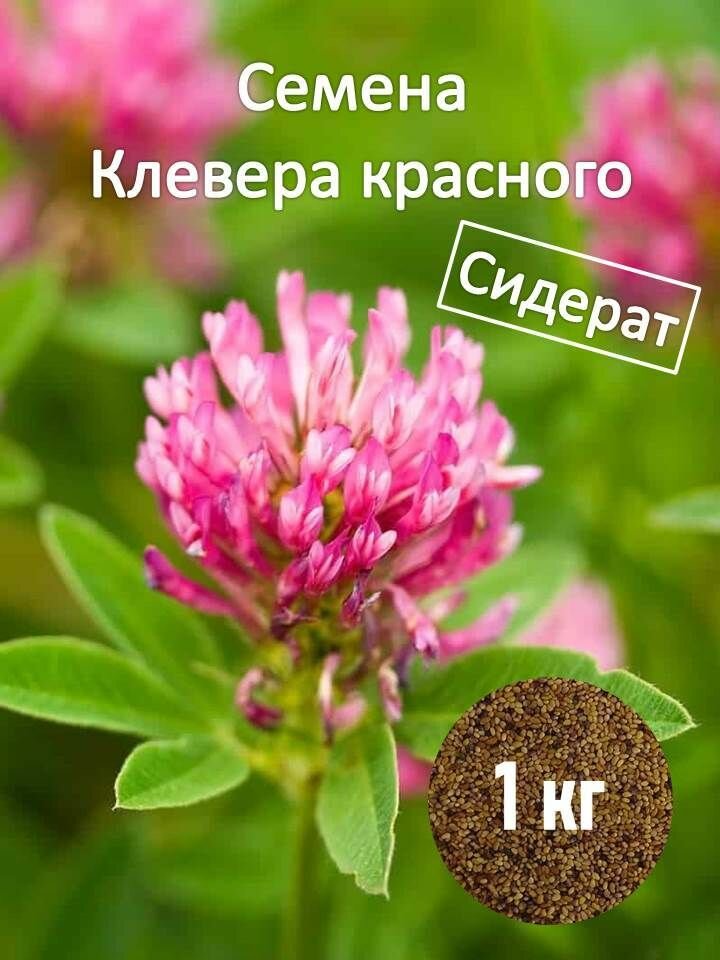 Сидераты трава клевер семена 1 кг