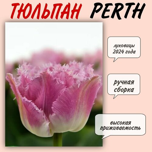 Луковицы тюльпана, сорт Perth, 3 шт