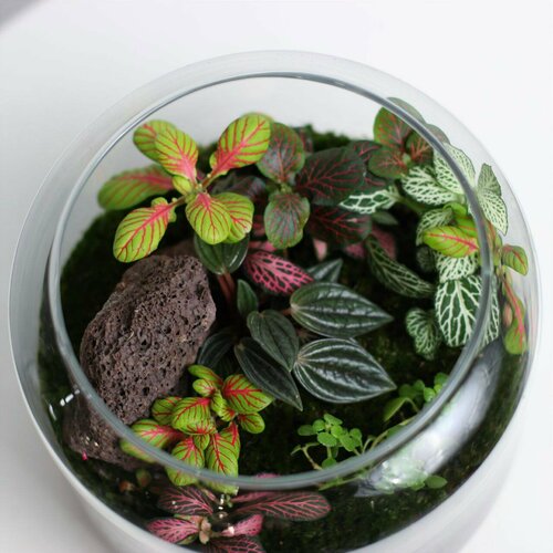 Флорариум/ экосистема с фиттонией, пеперомией россо и солейролией, 17 см