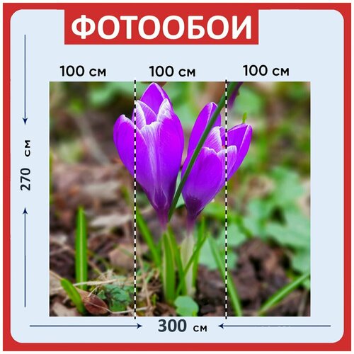 Фотообои Крокус весенний цветок фиолетовый 300x270 см флизелиновыена стену 3960₽