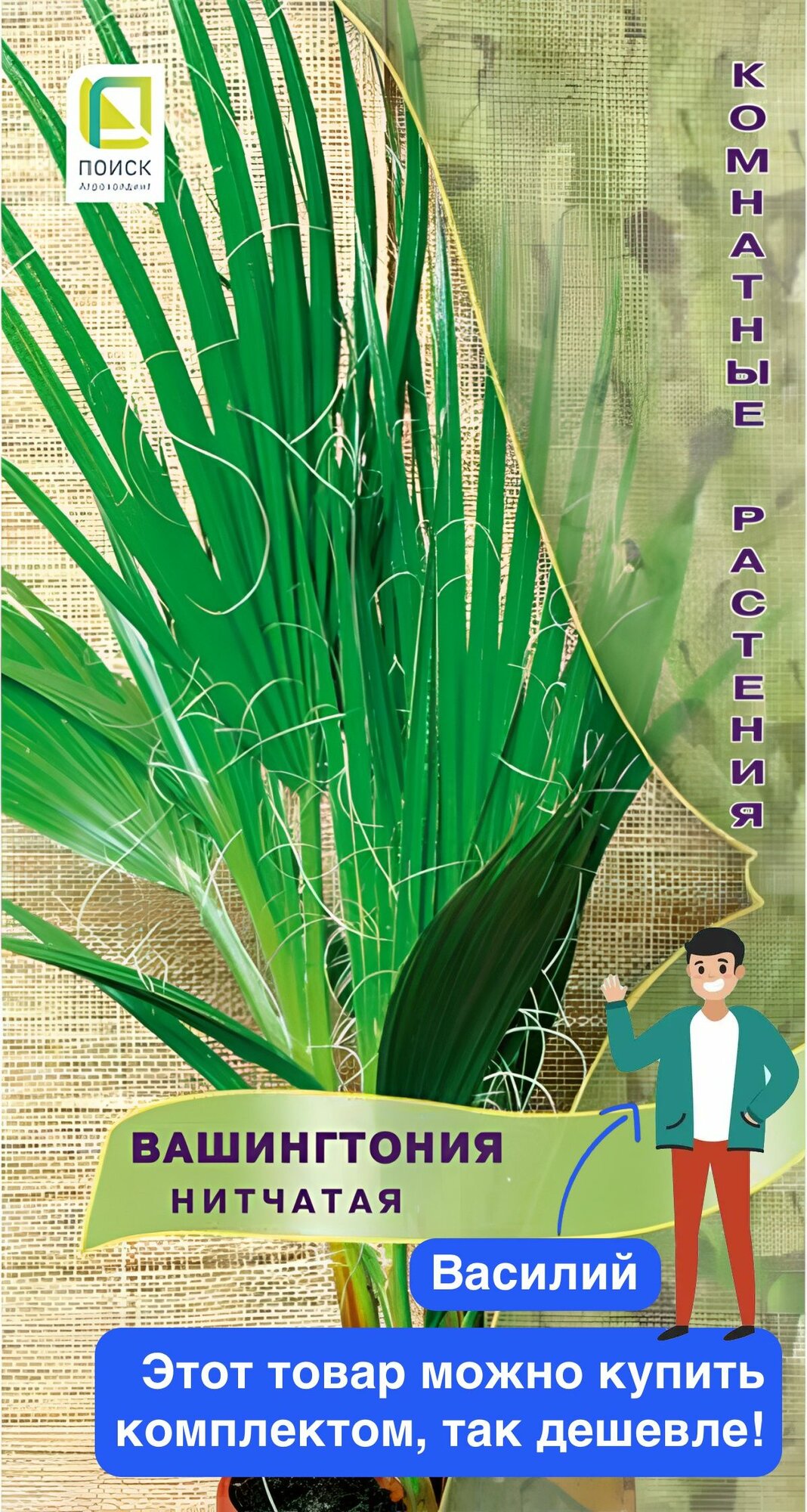 Пальма Вашингтония нитчатая нитеносная