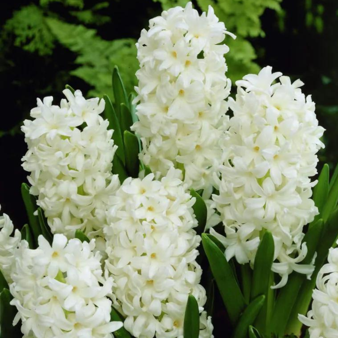Луковицы цветов сhipollino flowers гиацинт CARNEGIE (2 луковицы)