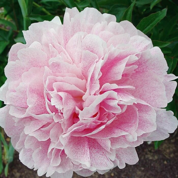 Пион травянистый Кураж 1шт