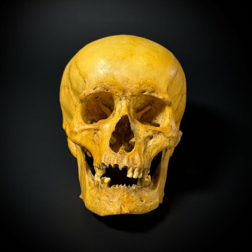 Анатомическая модель человеческого черепа