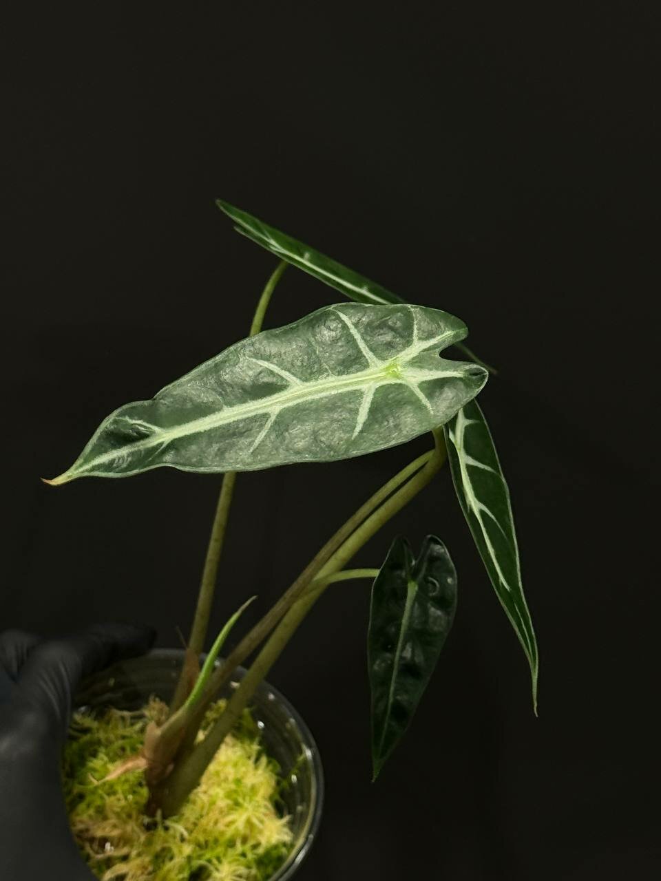 Алоказия Бамбино детка из клубня alocasia bambino