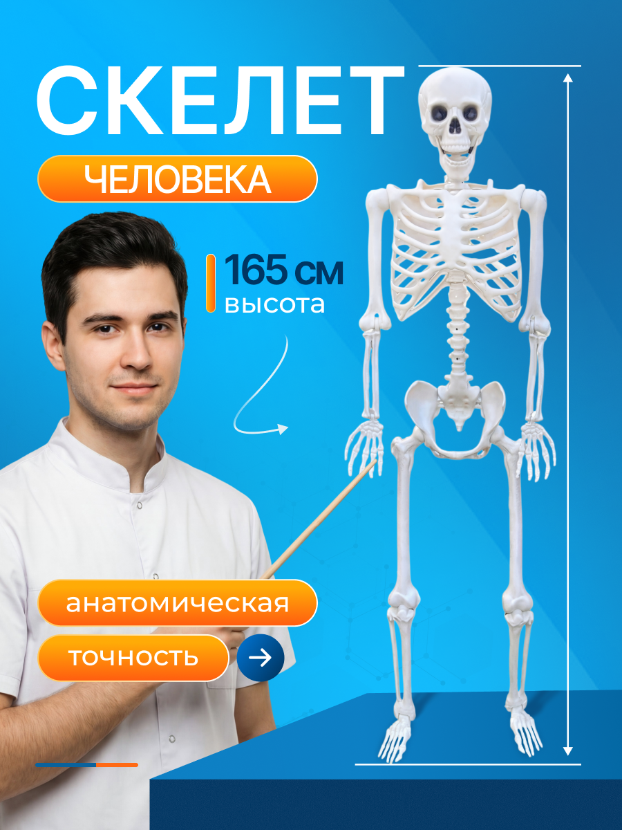 Скелет человека "Skeleton", анатомическая модель, пластик, высота 165см