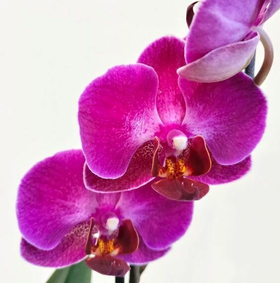 Орхидея Фаленопсис Пурпурная (Phalaenopsis Multiflora) D6см