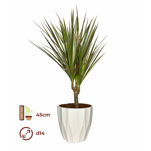 Драцена Маргината Биколор 14/45, цвет кашпо белый