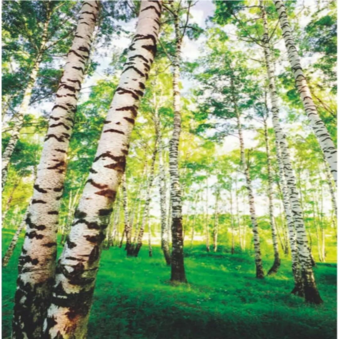 фото Фотообои "В березках", 4 листа, 140*200 см