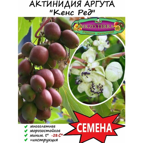 Семена Актинидия аргута Кенс Ред 10 шт.