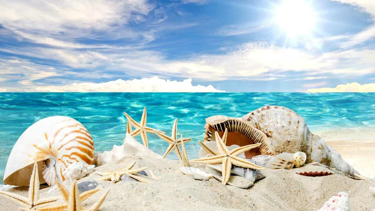 Funky Starfish and Bubble Coral Морские существа, Ракушки, Подводный