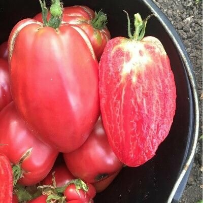 Коллекционные семена томата Рабочий выпуск пасты