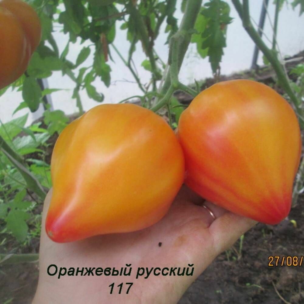 Коллекционные семена томата Русский 117