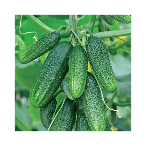 Коллекционные семена огурца Пучковое великолепие F1