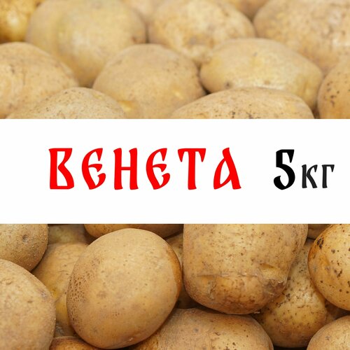 Семенной картофель сорта Венета 5кг, клубни